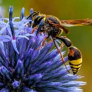 013c Dietmar Kuballa